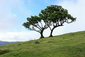 Fanal forrest Madeira 1 van Eric Hokke