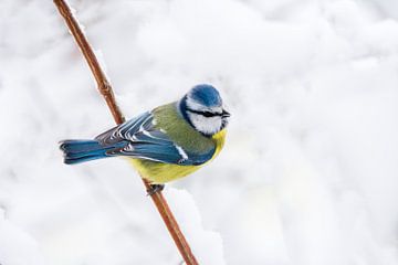 Pimpelmees in de winter op een tak van ManfredFotos