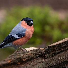 top 5 mooiste vogeltje van nederland ? van Jelle Mijnster