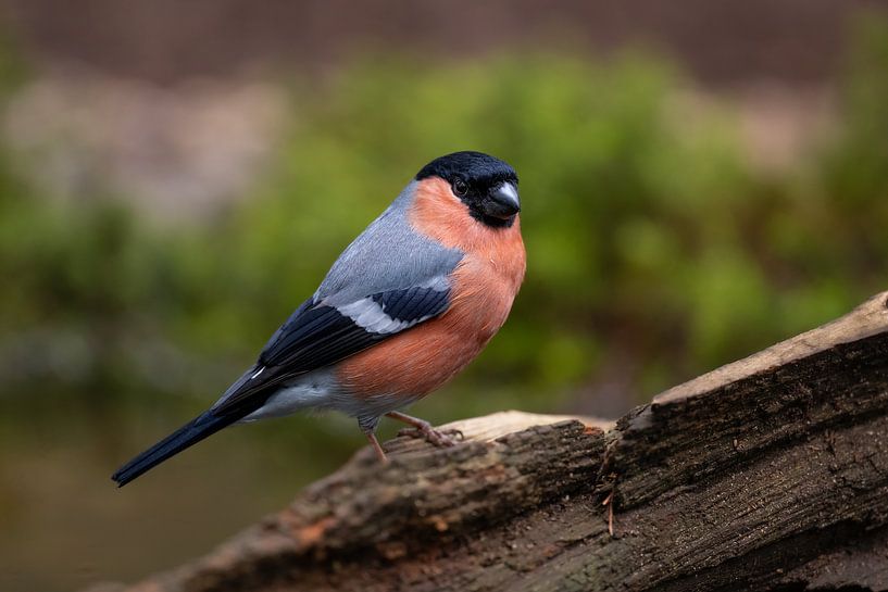 top 5 most beautiful bird in the netherlands ? by Jelle Mijnster