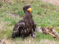 Giant sea eagle in the meadow