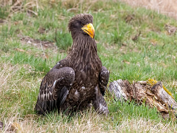 Riesenseeadler in der Wiese