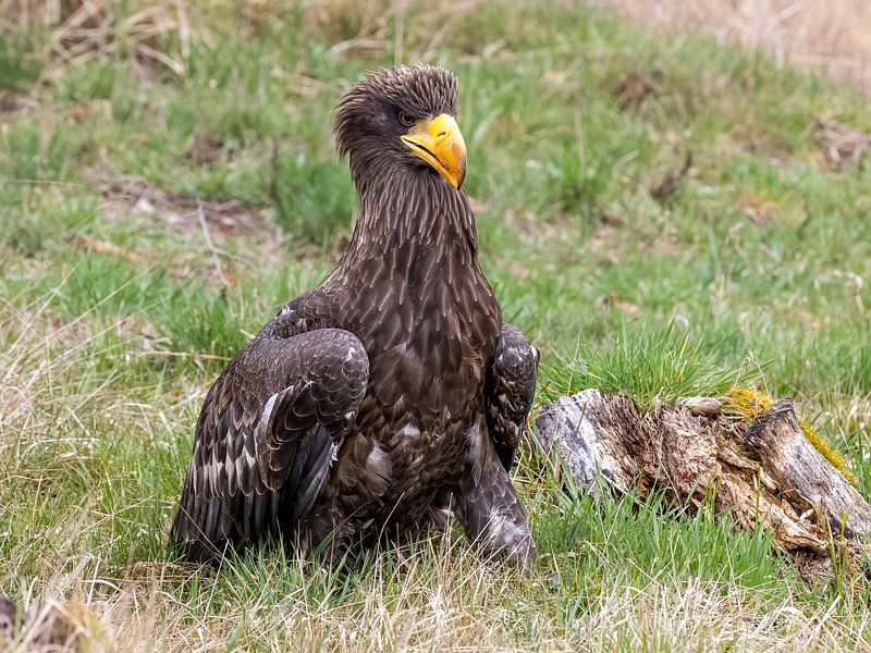 Riesenseeadler in der Wiese von Manuel Weiter