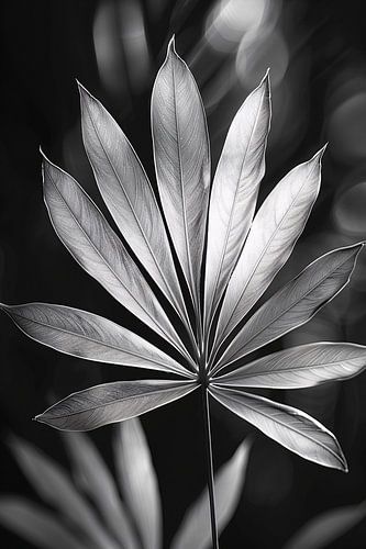 Feuille minimaliste en noir et blanc dans la lumière