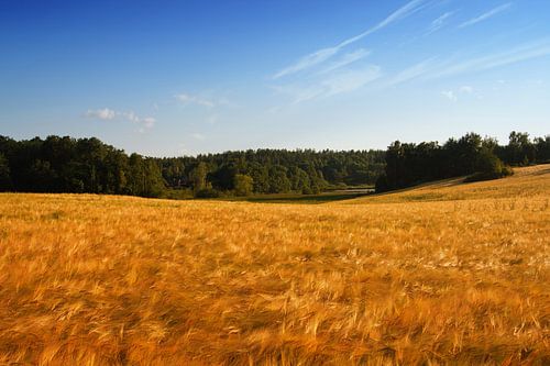 SMALAND graanveld - het graanveld