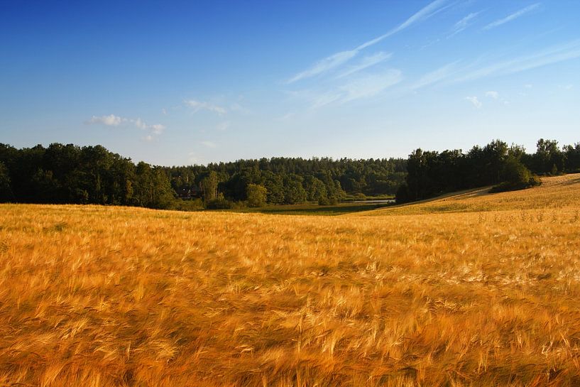 SMALAND Getreidefeld - the grainfield von Bernd Hoyen