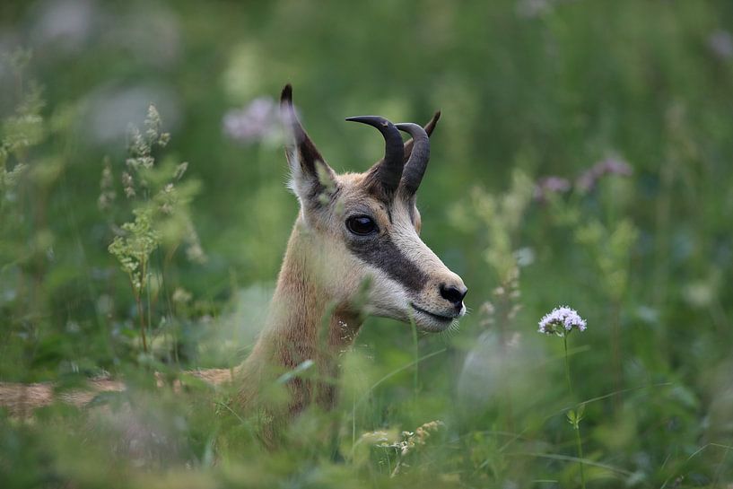 Gemzen (Rupicapra rupicapra) Vogezen, Frankrijk van Frank Fichtmüller