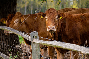 Vaches dans le pré