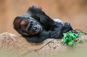 Gorilla male portrait by Mario Plechaty Photography
