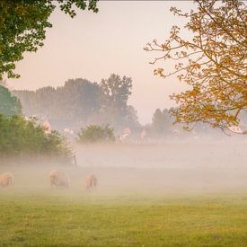 Schapen in de mist. van Pieter van Roijen