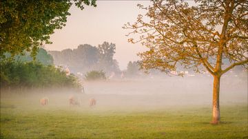Schapen in de mist. van Pieter van Roijen