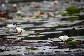 Waterlilies by Lianne van Dijk