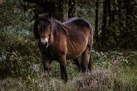 Mysterious pony in the forest