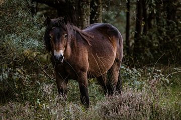 Mysterieuze pony in het bos van Lucy van de Beek