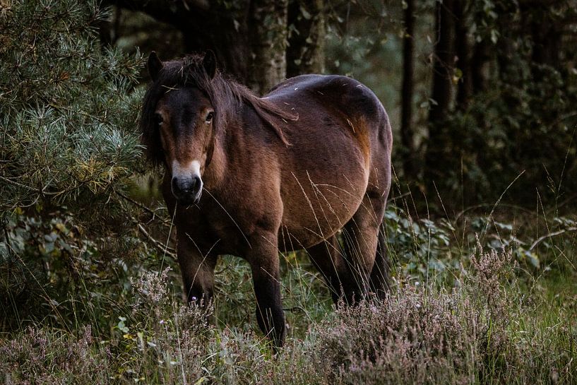 Mysterious pony in the forest by Lucy van de Beek