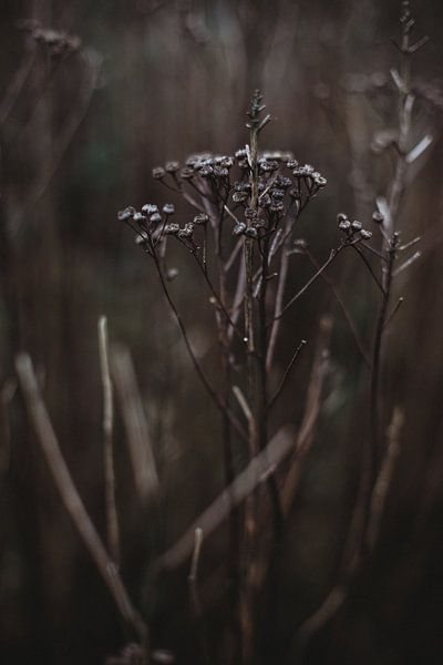 Cimmerian by Melissa Van Belle