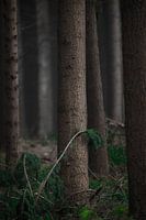 De Boom