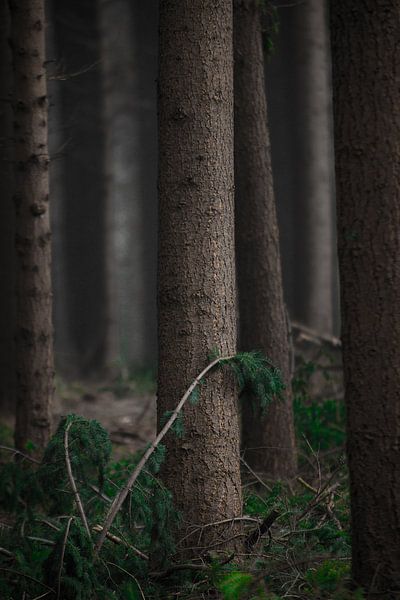 De Boom by Bram van Kattenbroek