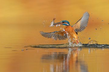 Ijsvogel met baars van Wim Hufkens