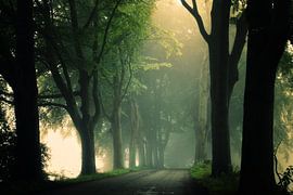 Misty Days von Martin Podt