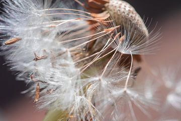 Eine Reise mit dem Fluff, wohin gehst du? von Jolanda de Jong-Jansen