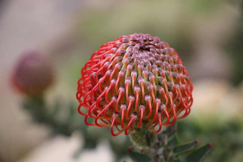 Flowers by Christel Smits