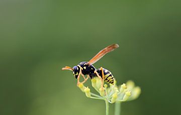 Wespe auf Fenchel von Ulrike Leone