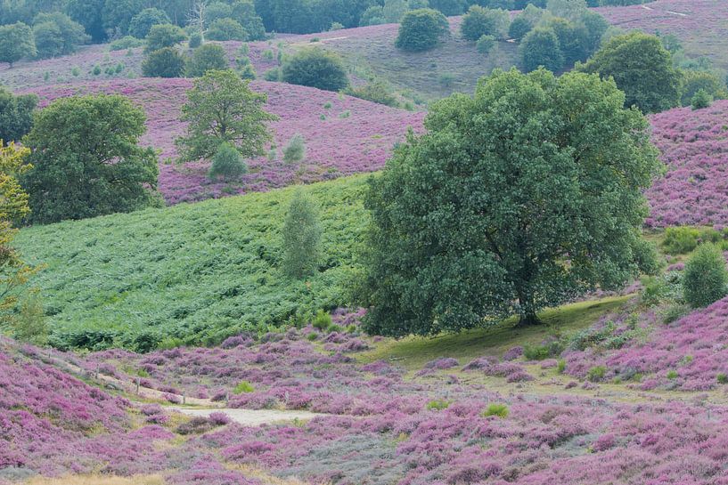 Purple paradise by Esther Ehren