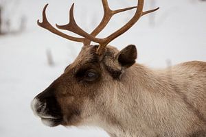 Renne dans la neige, Norvège