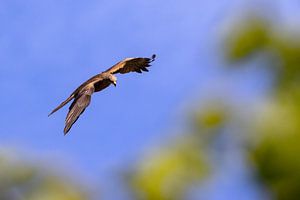 Schwarzmilan im Flug