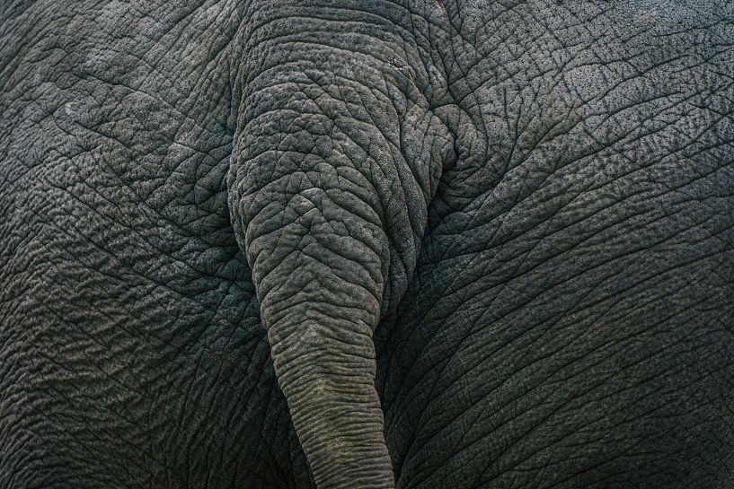 Staart ... van Eric Fotografie