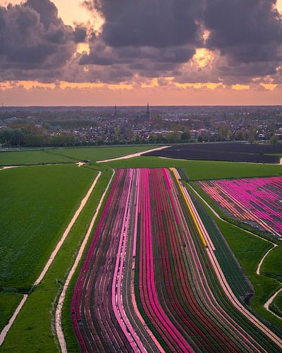 Tulpenvelden bij Schagen onder dramatische lucht