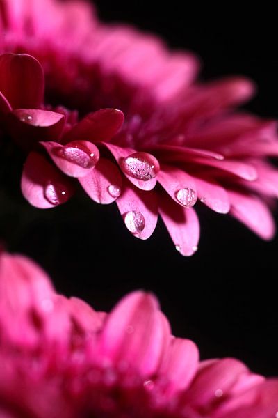 Gerbera by Thomas Jäger