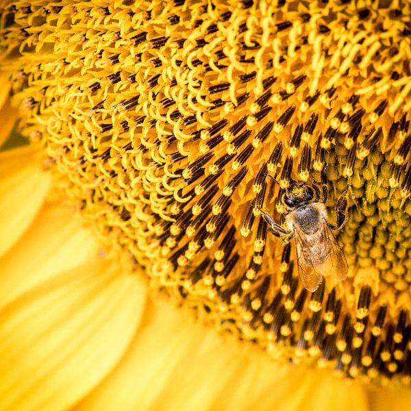 Zonnebloem met bij von Irene Vroon