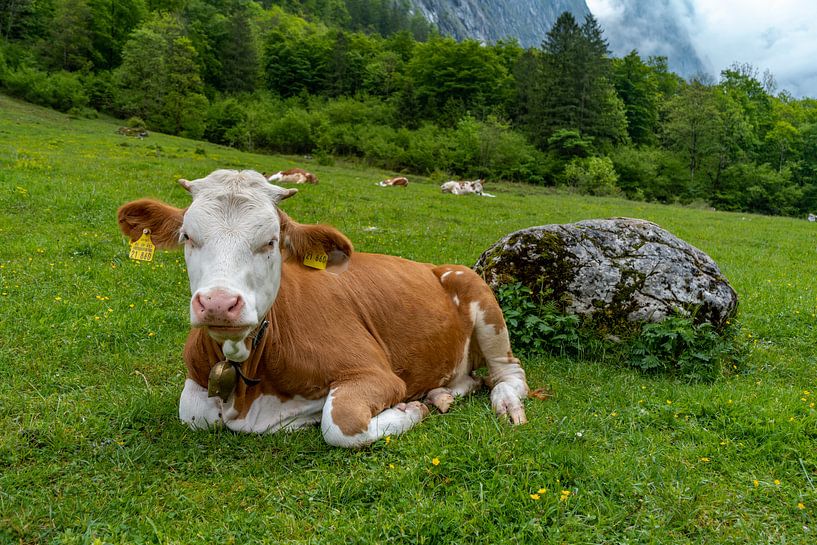 Alpen cows at Königssee in Berchtesgadener Land von Maurice Meerten