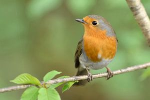 Rotkehlchen ( Erithacus rubecula ) im Frühjahr
