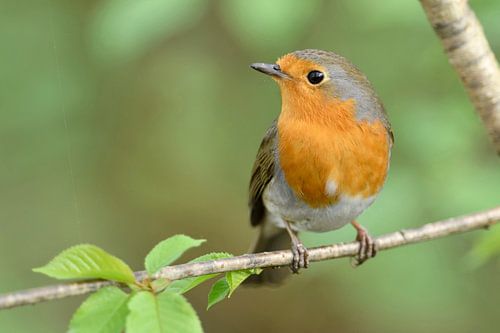 Rotkehlchen ( Erithacus rubecula ) im Frühjahr sur wunderbare Erde