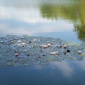 Seerosen schwimmen im ruhigen Wasser von Adriana Müller