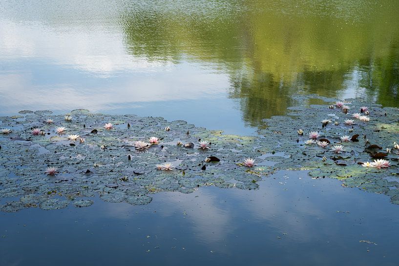 Les nénuphars flottent dans l'eau calme par Adriana Müller
