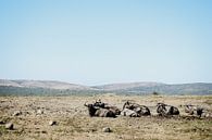 Wildebeests in the wild by Leen Van de Sande thumbnail