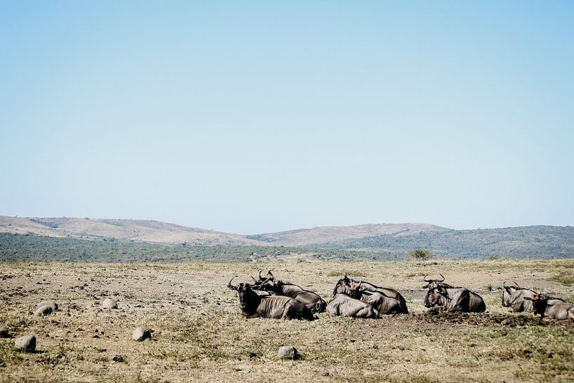 Wildebeests in the wild by Leen Van de Sande