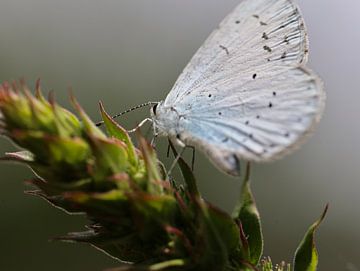 witte vlinder van Marieke Funke