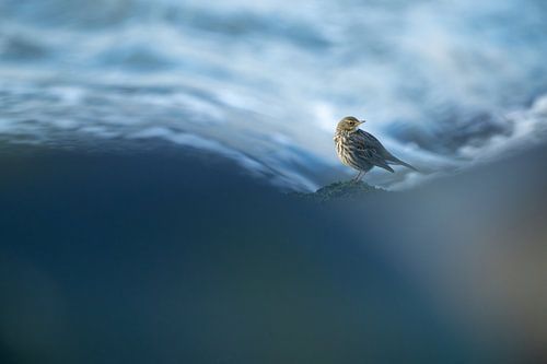 Le pipit des rives dans les vagues