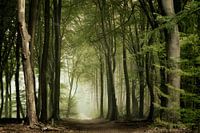 Het Speulderbos