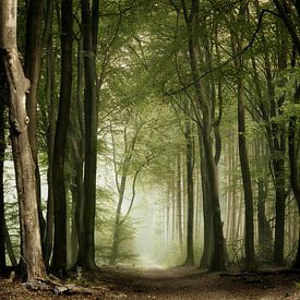 The Speulder Forest by Jos Erkamp