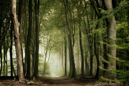 The Speulder Forest by Jos Erkamp