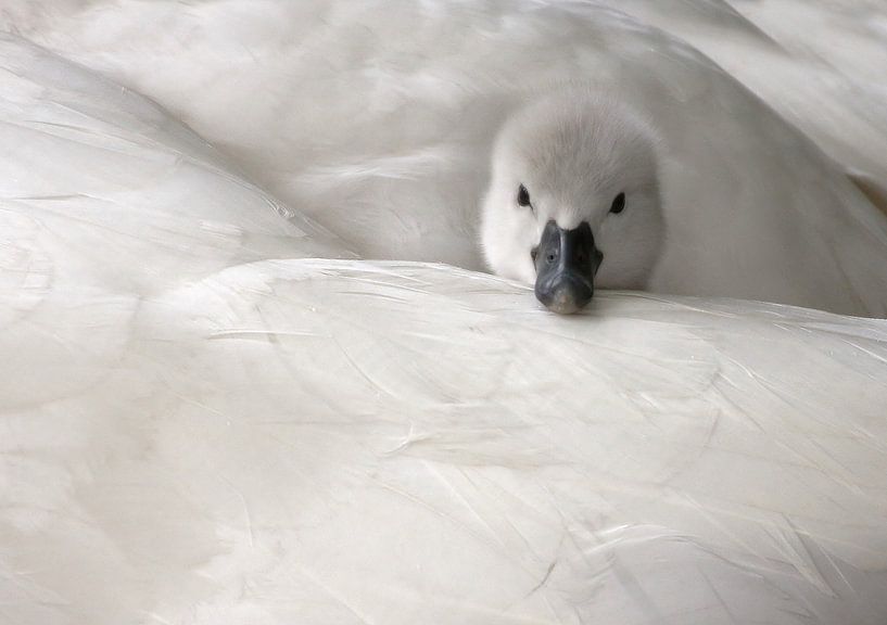 The baby von Annie Middeldorp