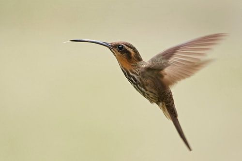 Zaagsnavelheremietkolibrie in vlucht, Itanhaem, Brazilië