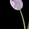 Witte roze tulp op zwart van Carine Belzon
