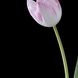 Tulipe rose blanche sur noir sur Carine Belzon